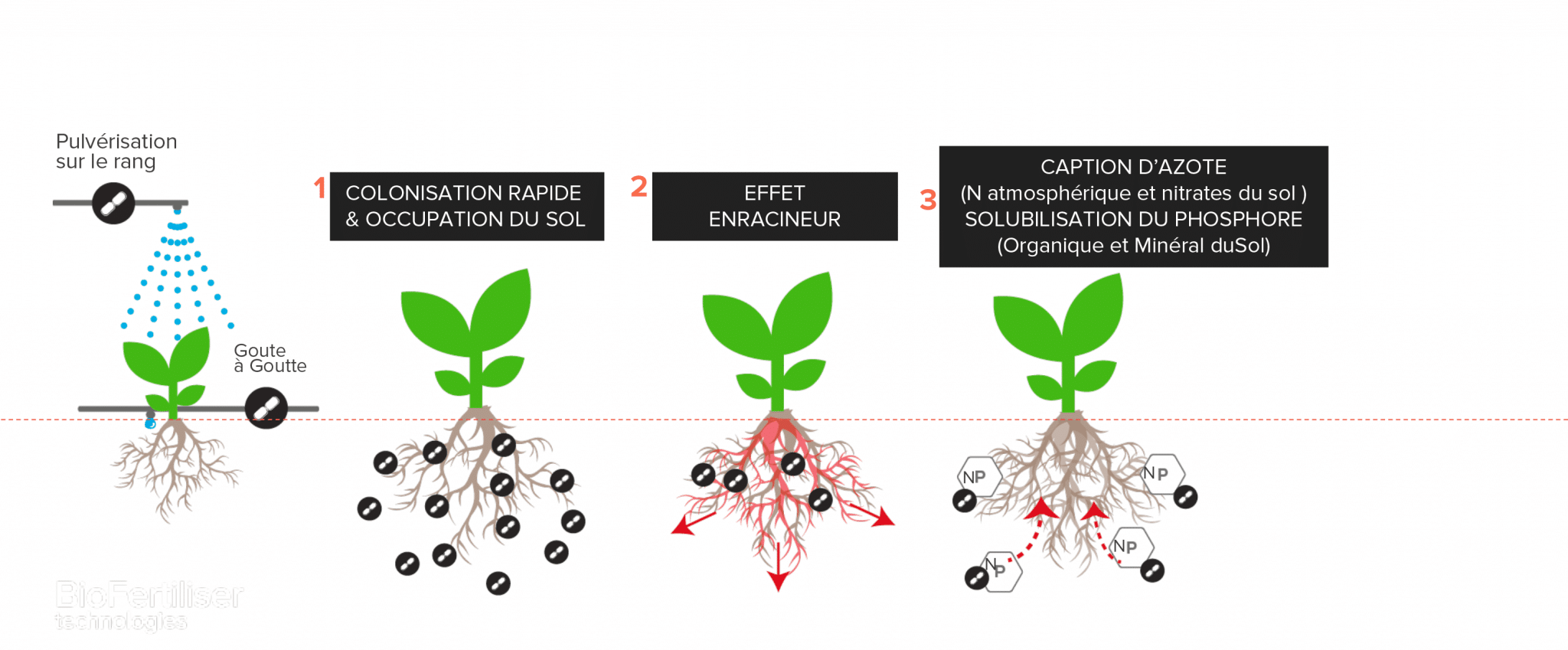 Les biofertilisants une fertilisation globale Référence Agro