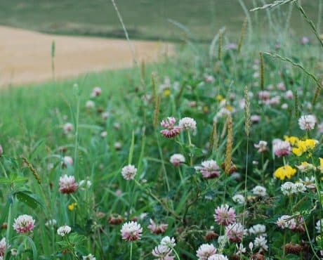 pac ; cultures diversifiées ; jachère fleurie ; biodiversité ; natura 2000 ; compensation carbone ; BCAE